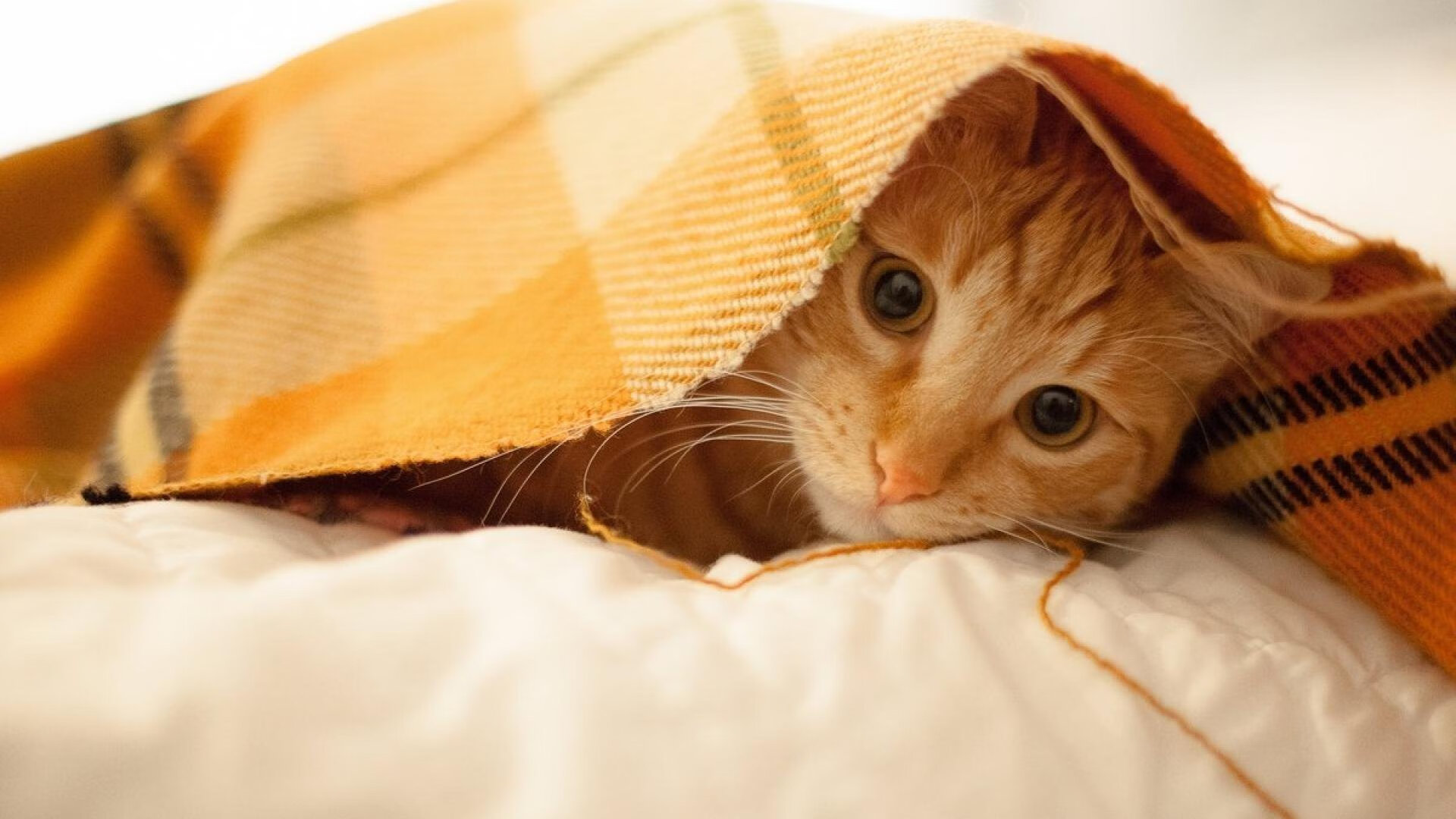 开云-淘汰赛烽烟起,英格拉姆冷眼割破宿命,马刺新魂在灰熊骸骨上觉醒