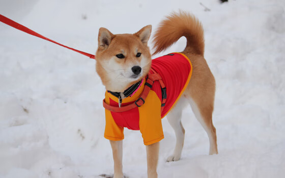 伦纳德的掌心赛道，当F1狂飙之夜遇见篮球冷面时钟