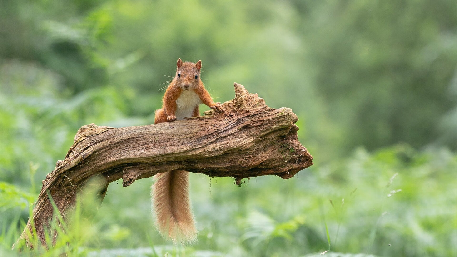 德甲争冠到突尼斯风暴,当不可能成为足球唯一的真相