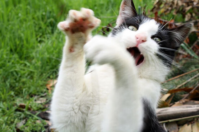 凯尔特人惊天翻盘,福克斯末节噬魂深圳队