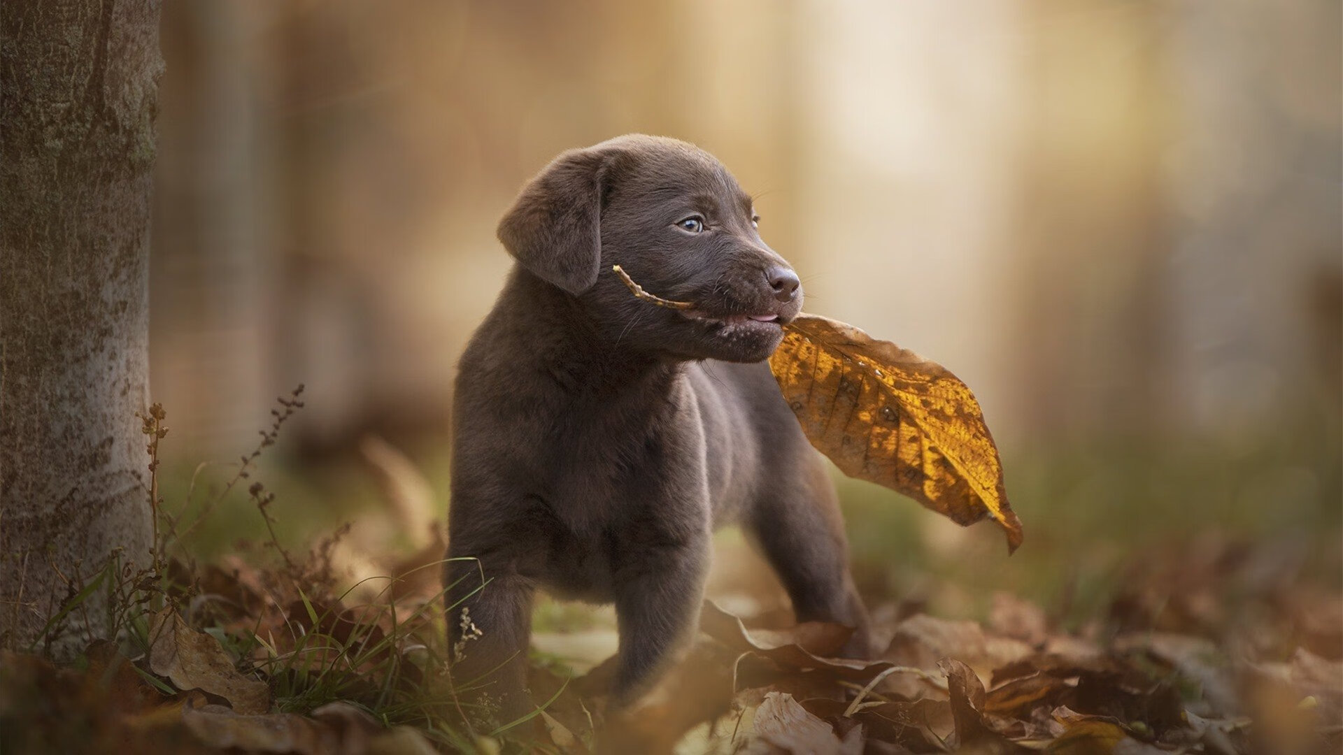 开云体育官网-时间裂隙，当F1的火焰在巴林点燃，曼城的引擎于曼彻斯特轰鸣