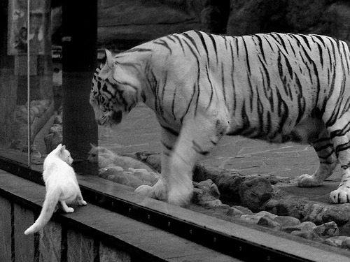 开云体育入口-尼克斯铁壁封锁独行侠，詹姆斯关键时刻主宰赛场