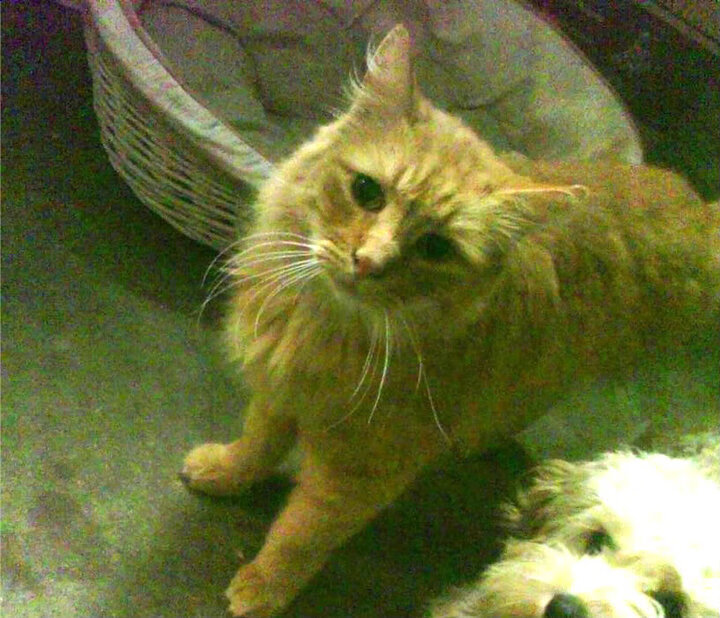 开云体育APP下载-伊斯坦布尔之夜，德布劳内光芒下的切尔西王冠