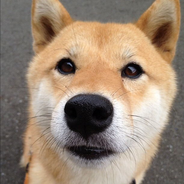 速度的悖论,墨西哥黑马如何用最慢的策略,跑赢了牙买加最快的赛车?