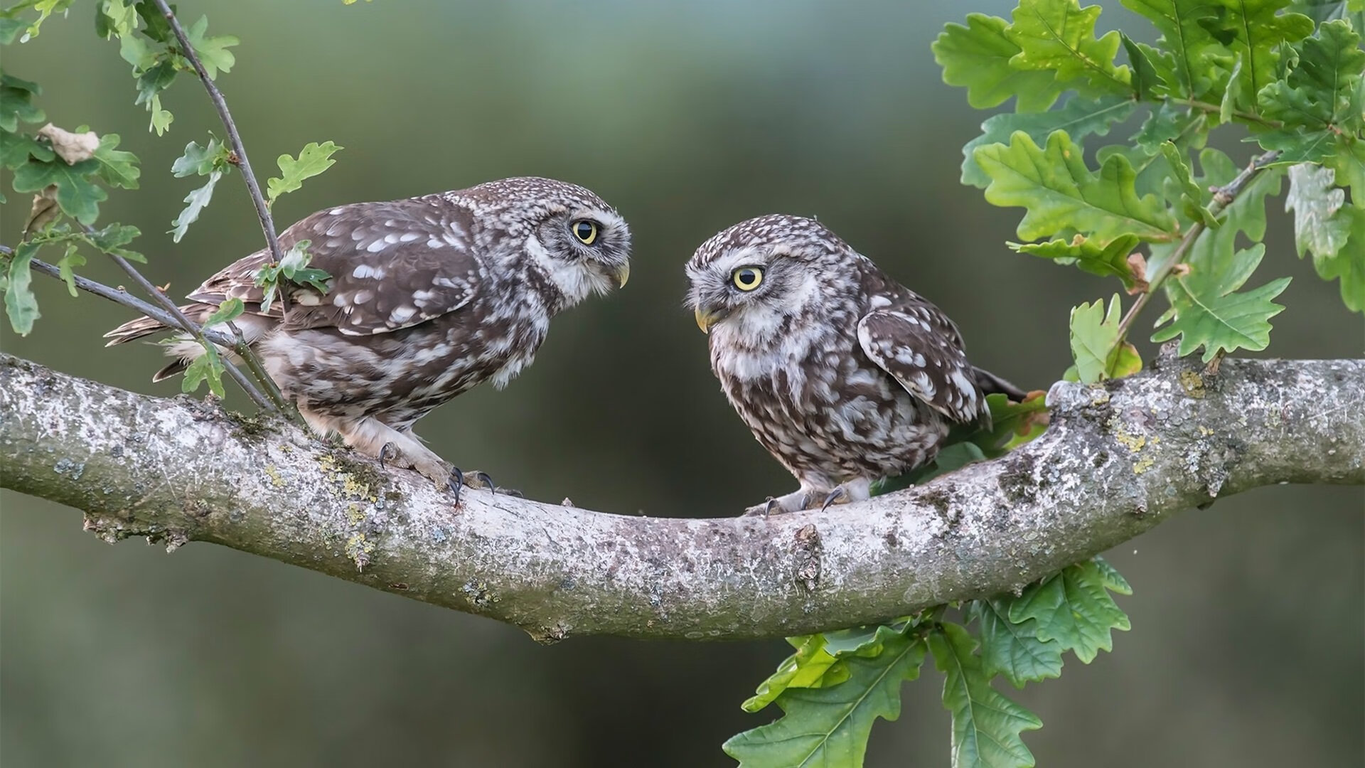 铁血交响曲，当凯尔特人碾压76人，德罗赞独舞成唯一旋律