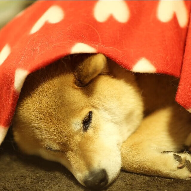 武切维奇慢乐章主宰速贷中心,以中锋交响诗,瓦解骑士的奔袭狂想曲