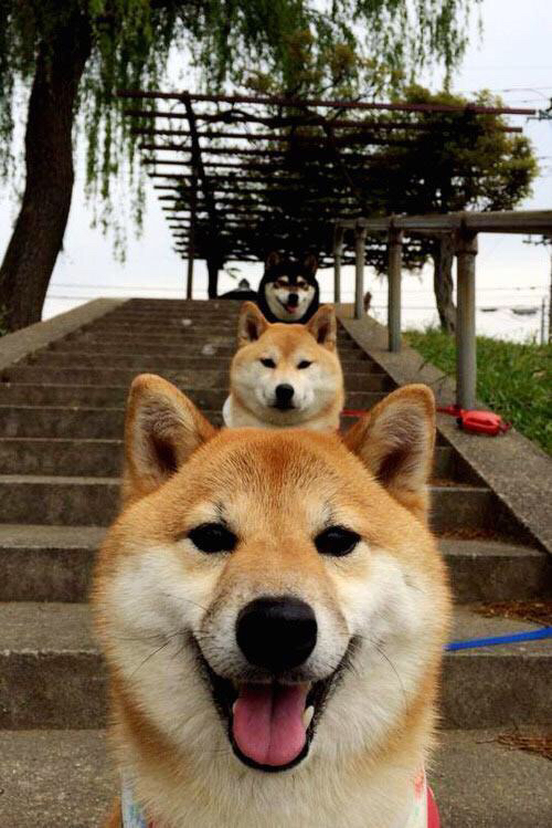 绿军审判官,小贾伦·杰克逊用完美表现封印鹈鹕群星