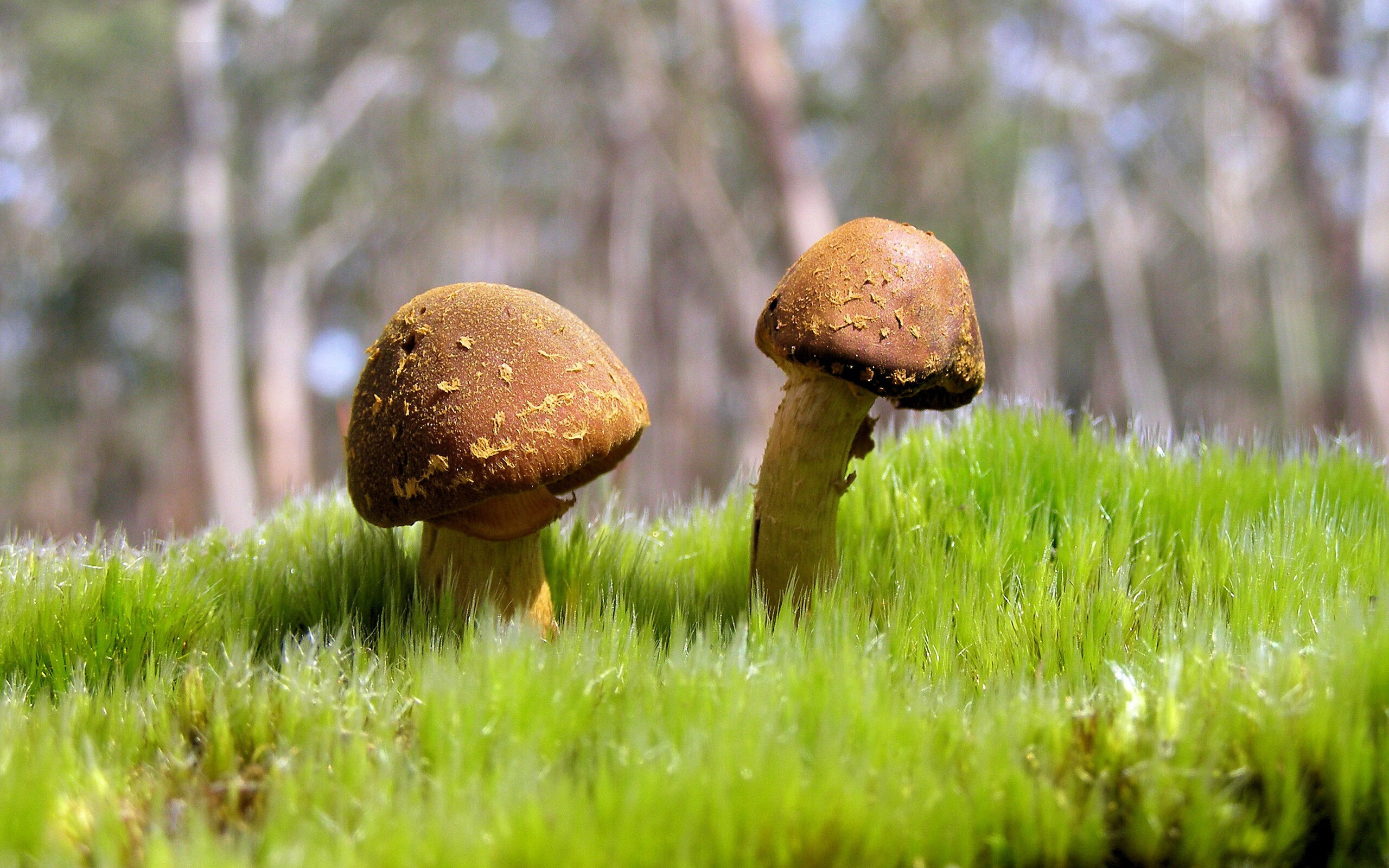 开云体育入口-黑色冰川,当玻利维亚斩落丹麦,足球在海拔四千米处重新定义世界